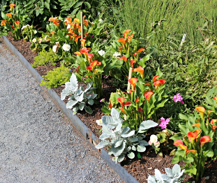 calla lilies as a border plant