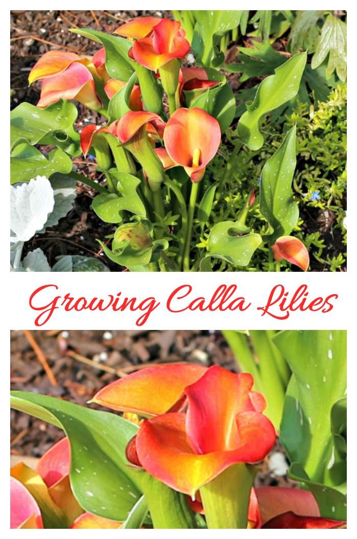 Tips for growing calla lilies