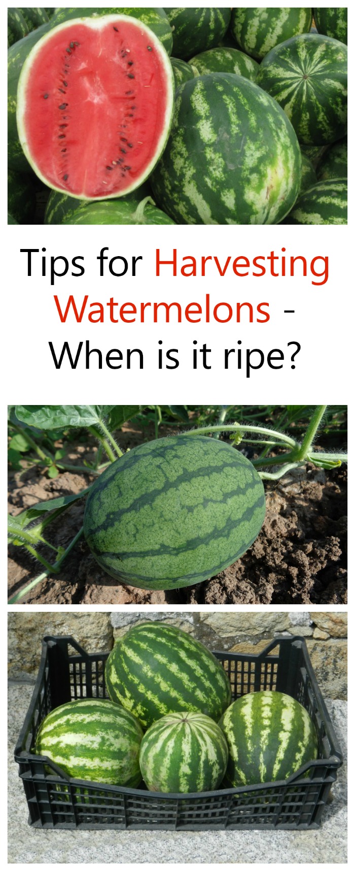 These tips for harvesting watermelons will help you find out when your melon is ripe and ready to pick. 