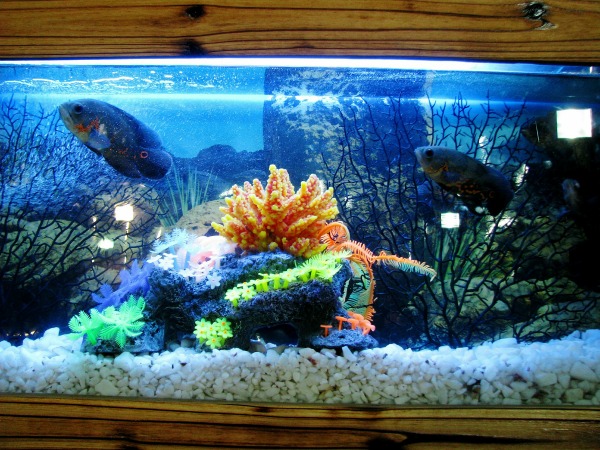 Aquarium water makes a great fish emulsion plant fertilizer.