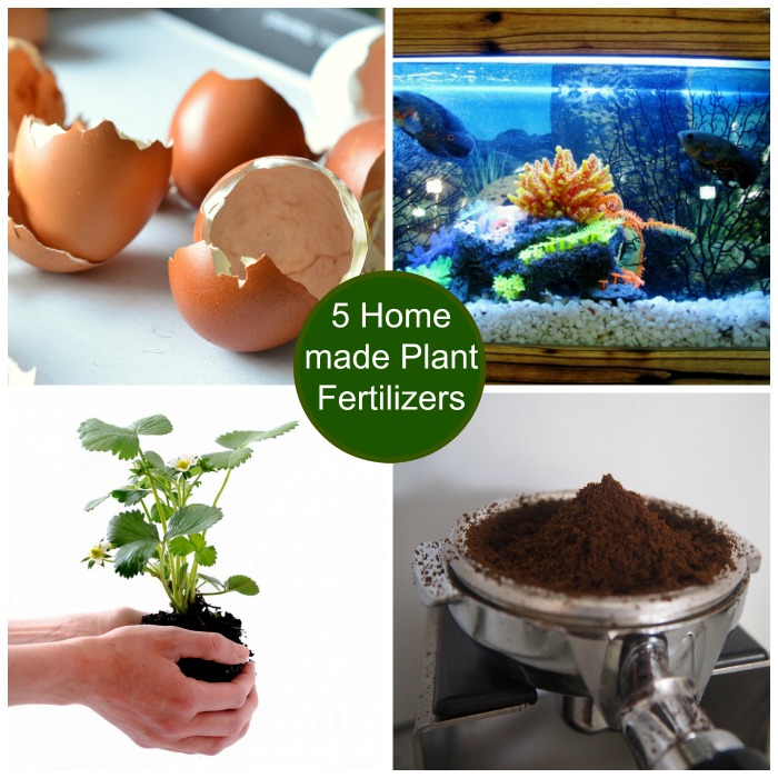 Homemade Miracle grow and other plant fertilizers such as egg shells, aquarium water and coffee grounds
