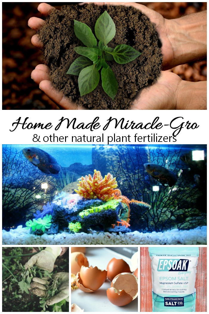 5 homemade plant fertilizers including home made Miracle Grow.
