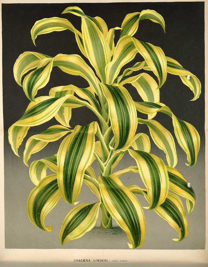 Lithograph of dracaena fragrans plant from 1880