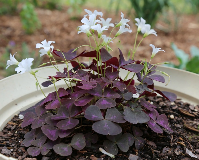 Oxalis has shamrock shaped leaves and pretty flowers. It makes a great indoor plant.