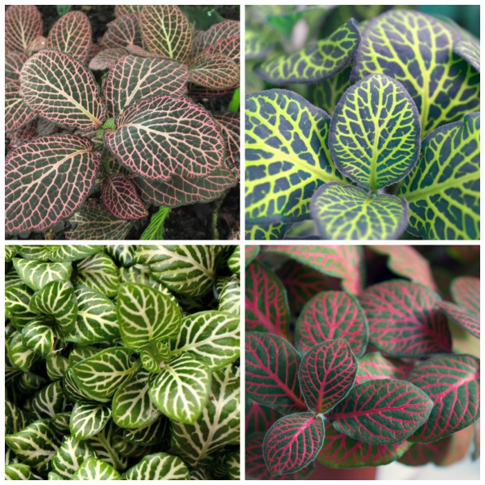 Fittonia plants come in many color varieties