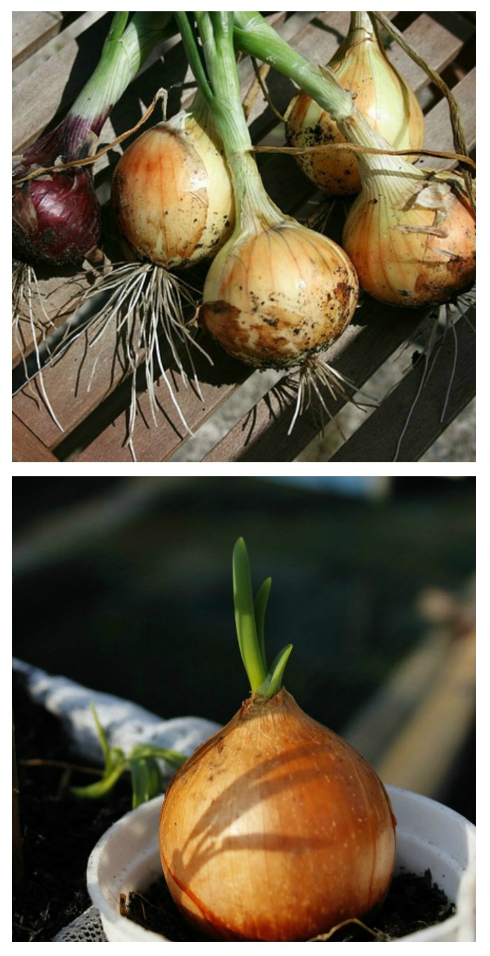 growing onions indoors in containers 