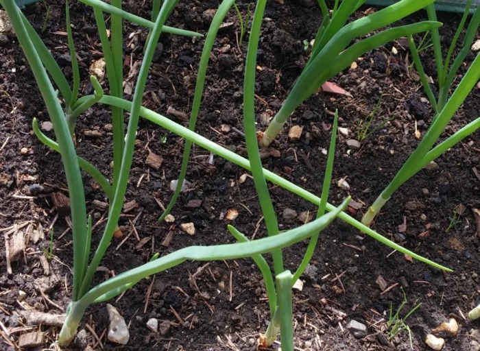 Growing onion sets in soil.
