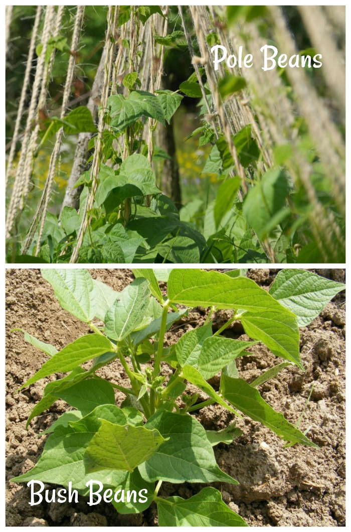 Pole beans and bush beans look quite different in the garden.Find out the differences in growing them.