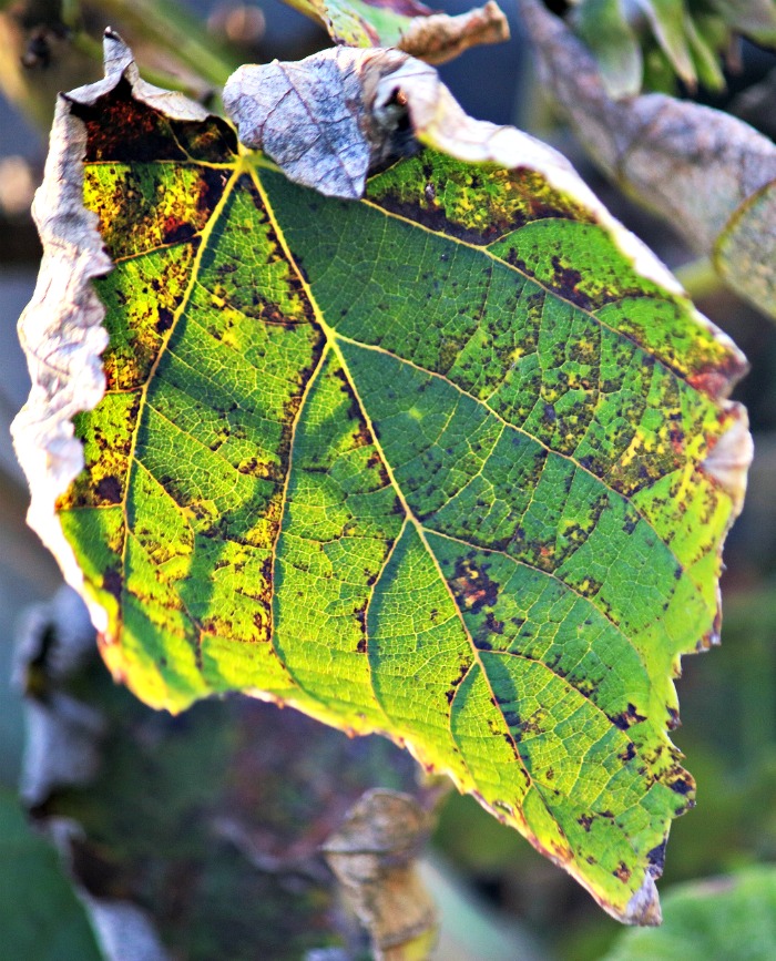 Damaged leaf with brown edges