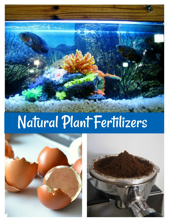 egg shells, coffee grounds and aquarium water make good natural plant fertilizers