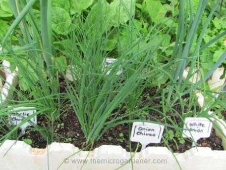 Onion family - up close and personal!