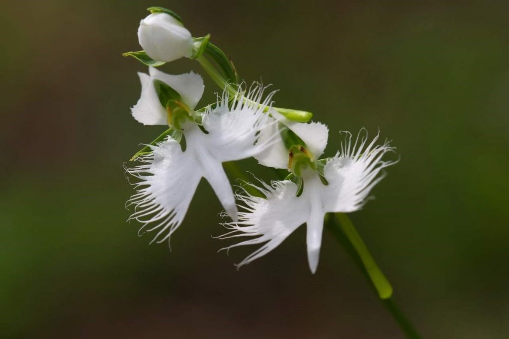 9.1_orhideya-beloj-czapli