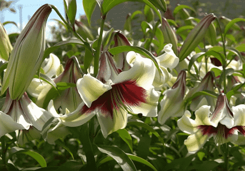 Cvetushchie lilii
