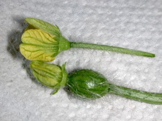 Женский и мужской цветки арбуза