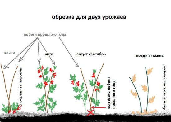 Обрезка для двух урожаев