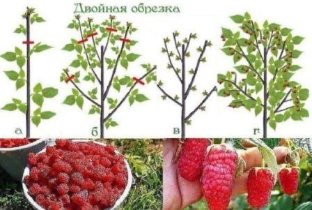 Штамбовая малина Сказка, описание и характеристики сорта