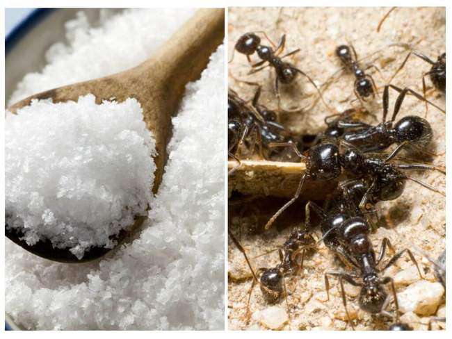 Соль против муравьев