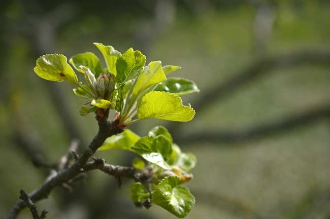 Уход за яблоней весной