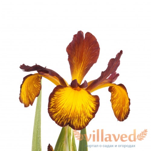 Желто-коричневый цветок ириса спуриа