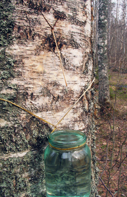 Collection of birch sap. Photo: R adept (CC BY-SA)