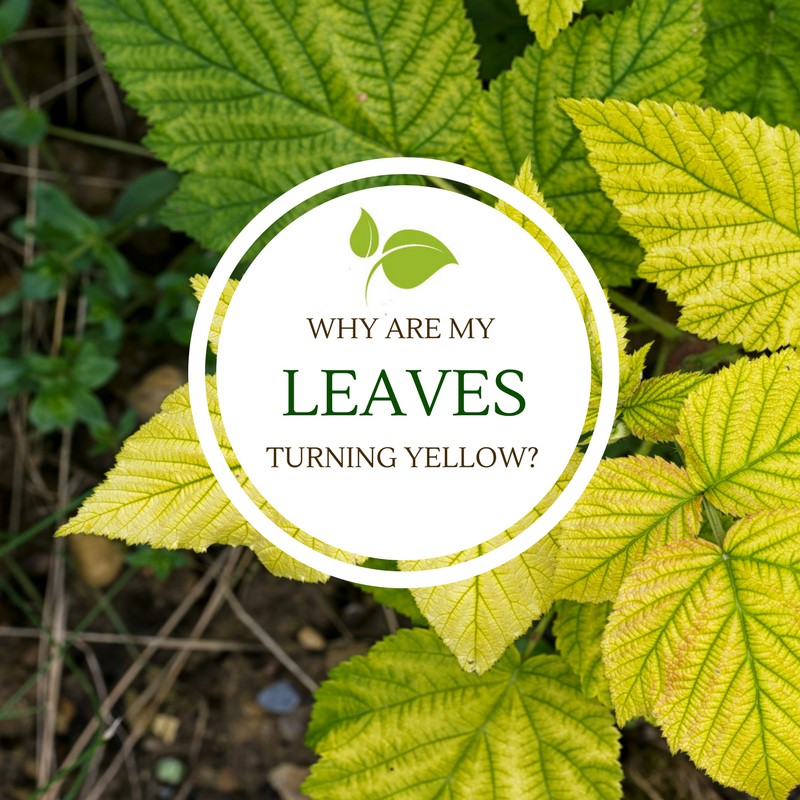 Why are my leaves turning yellow?