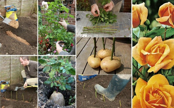 Top-tip-to-plant-rose-on potato from-cuttings