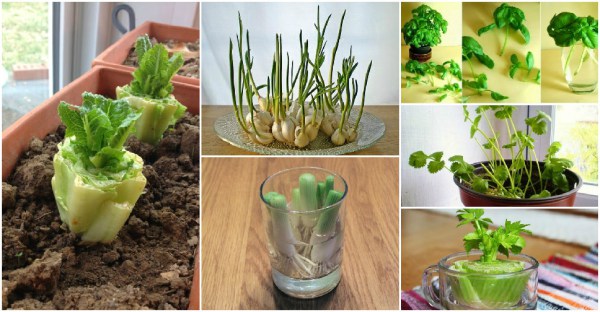 8-Vegetables-That-You-Can-Regrow-Again-And-Again