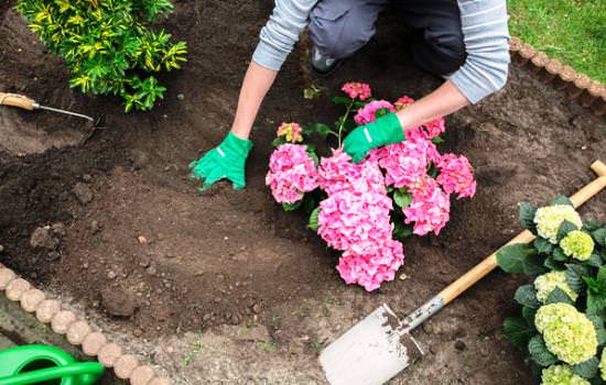 Посадка гортензии осенью – возможность правильно вырастить декоративную садовую культуру