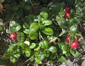 How to Grow Cranberries