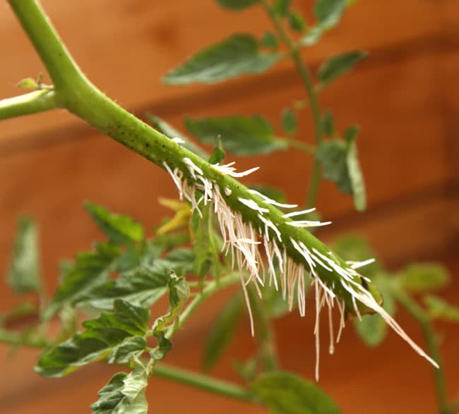 How to root tomato cuttings in just one week! Now you can multiply lots of tomato plants quickly and for free! 