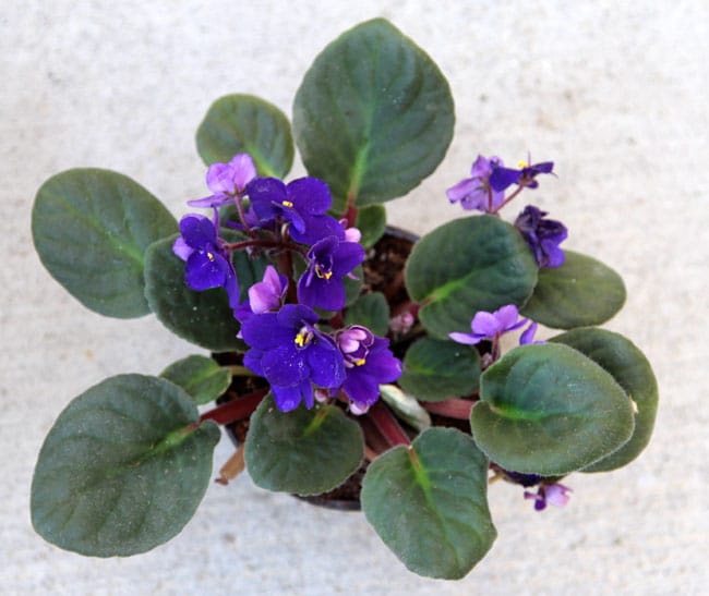 grow-african-violet-apieceofrainbowblog (6)