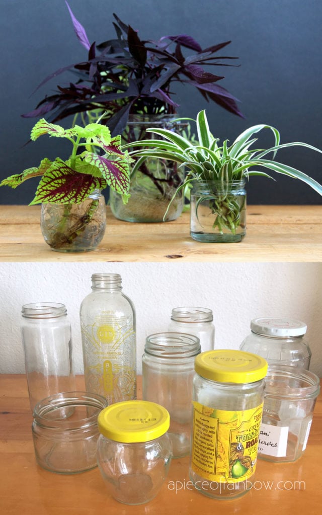 indoor water plants with Sweet Potato Vine, Coleus, and Spider plants 