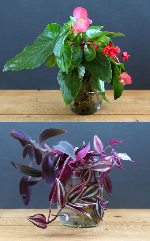 Begonia and Wandering Jew plants 
