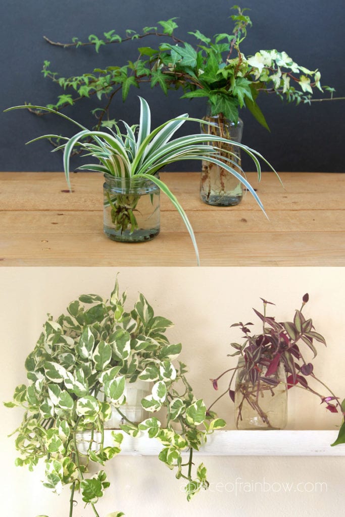 Spider Plant, English Ivy,  Pathos, and Wandering Jew all thrive as water garden plants!