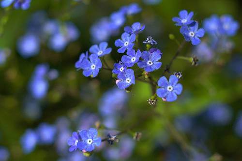 Forget-Me-Not