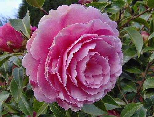 Pink Camellia