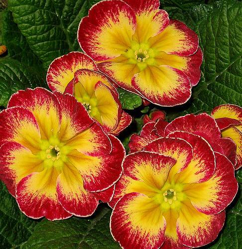 Red with Yellow Primrose