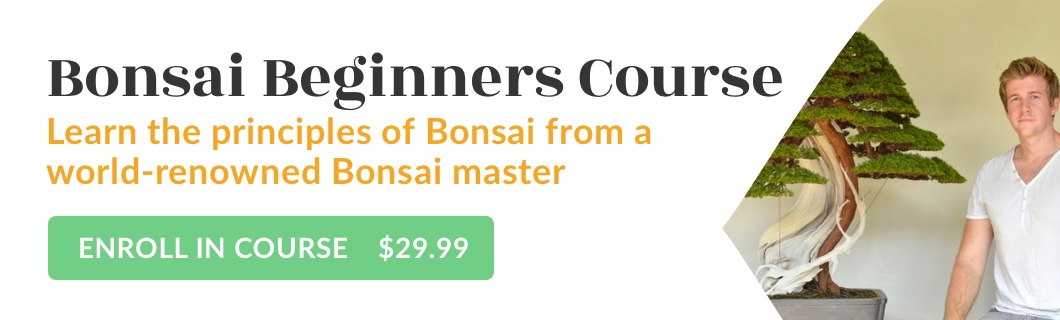 Bonsai Beginners Course