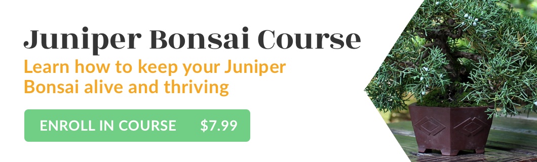 Juniper Bonsai Course