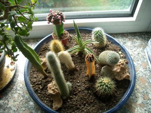 Кактус (Cactus)