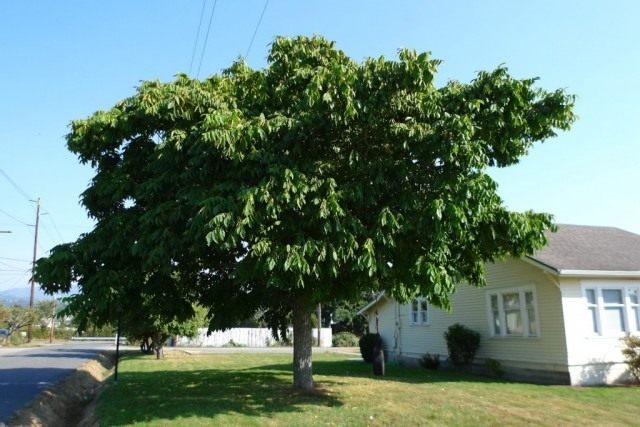 Дерево ореха маньчжурского
