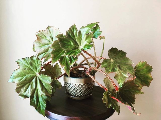 Бегония борщевиколистная (Begonia heracleifolia)