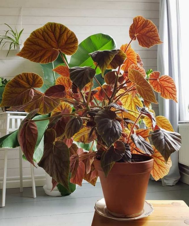 Бегония Креднера (Begonia x credneri)