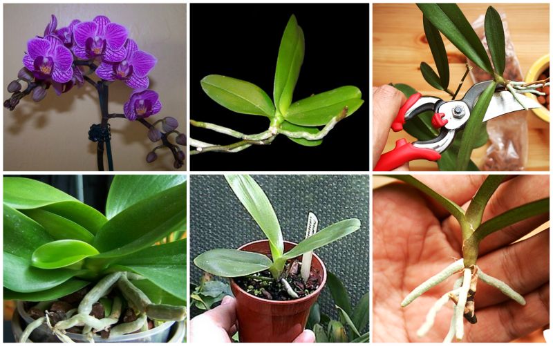 How to Propagate Phalaenopsis Orchid
