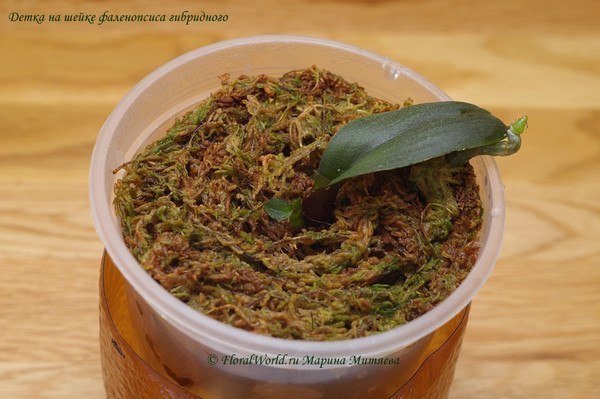 How to Propagate Phalaenopsis Orchid7