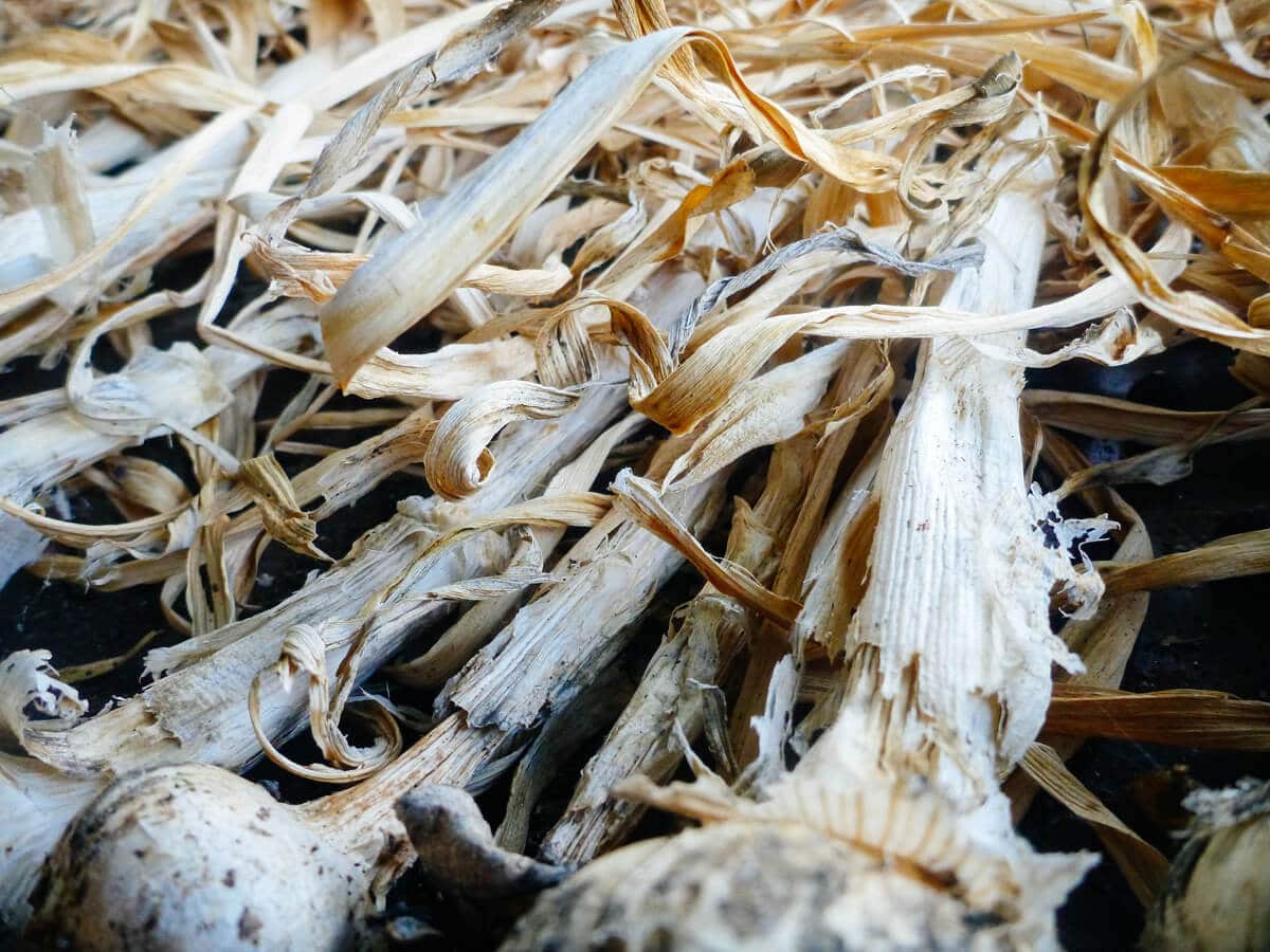 Brown and dried leaves on cured garlic