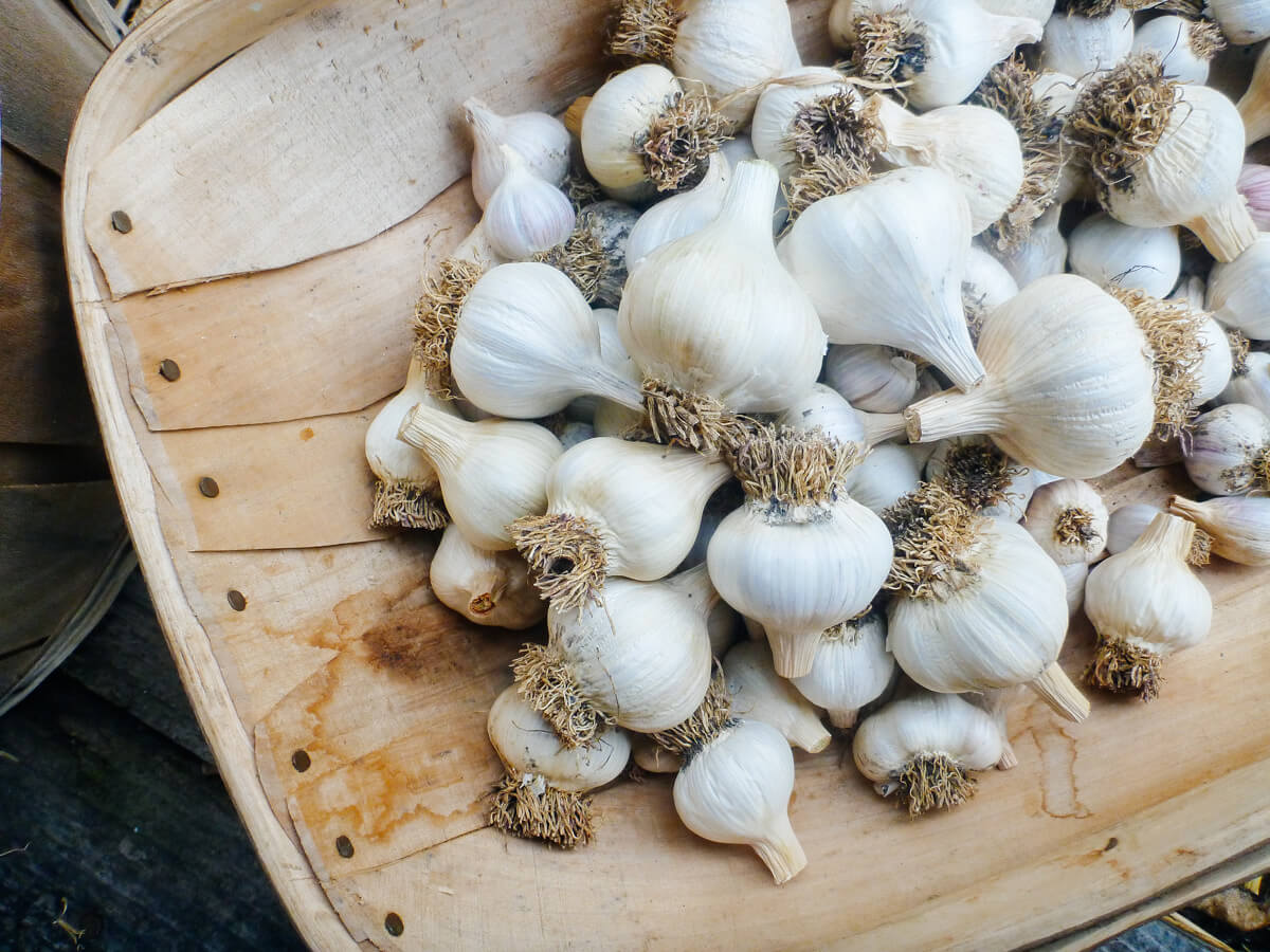 Cured and trimmed garlic ready for long-term storage