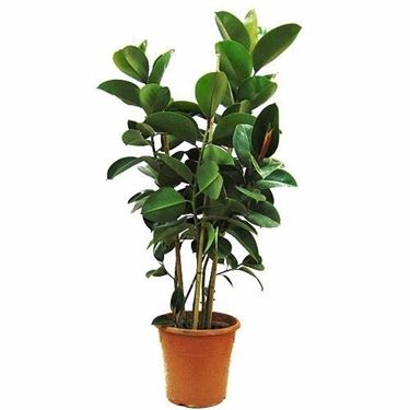 ficus