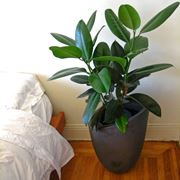 pianta ficus