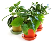 house plants encyclopedia, identifying house plants, common house plants, types of house plants